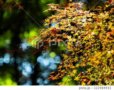 秋晴れに映える鮮やかに色づいた紅葉 122484431