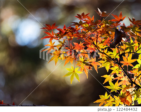 秋晴れに映える鮮やかに色づいた紅葉 122484432