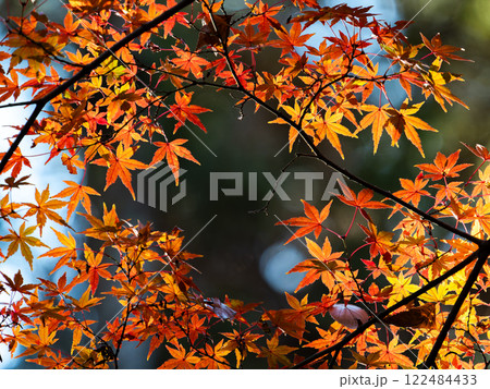 秋晴れに映える鮮やかに色づいた紅葉 秋晴れに映える鮮やかに色づいた紅葉 122484433