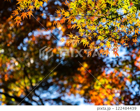 秋晴れに映える鮮やかに色づいた紅葉 122484439