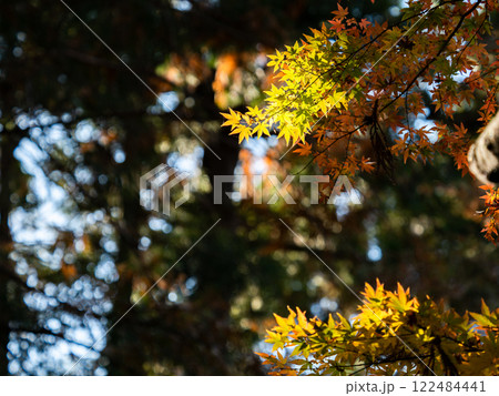 秋晴れに映える鮮やかに色づいた紅葉 122484441