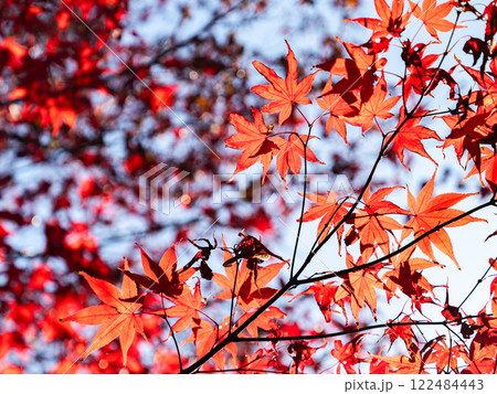 秋晴れに映える鮮やかに色づいた紅葉 122484443