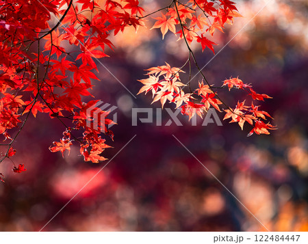 秋晴れに映える鮮やかに色づいた紅葉 122484447