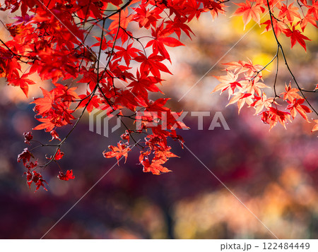 秋晴れに映える鮮やかに色づいた紅葉 122484449