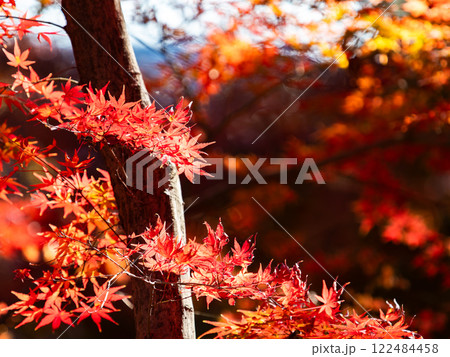 秋晴れに映える鮮やかに色づいた紅葉 122484458