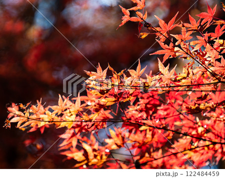 秋晴れに映える鮮やかに色づいた紅葉 122484459