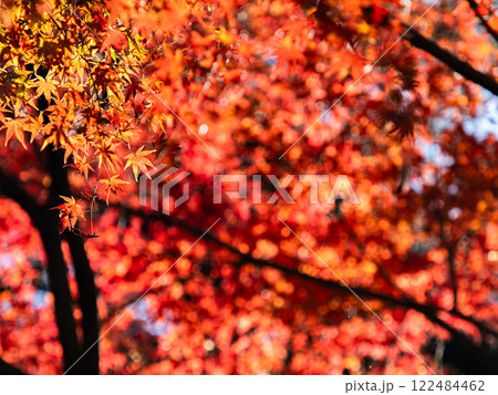 秋晴れに映える鮮やかに色づいた紅葉 秋晴れに映える鮮やかに色づいた紅葉 122484462