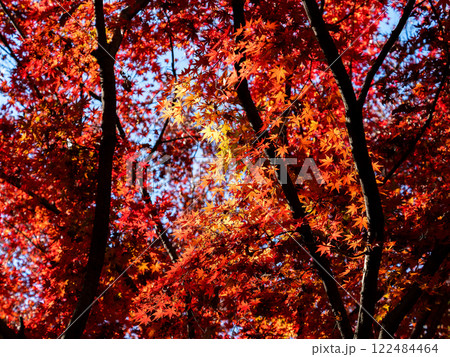 秋晴れに映える鮮やかに色づいた紅葉 122484464