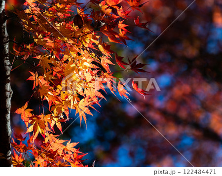 秋晴れに映える鮮やかに色づいた紅葉 秋晴れに映える鮮やかに色づいた紅葉 122484471