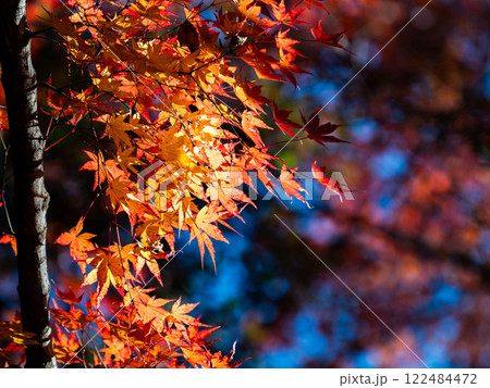 秋晴れに映える鮮やかに色づいた紅葉 秋晴れに映える鮮やかに色づいた紅葉 122484472