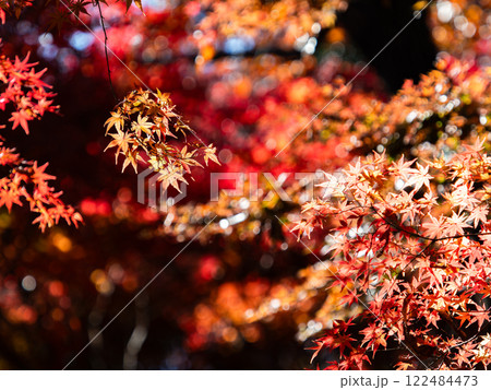 秋晴れに映える鮮やかに色づいた紅葉 122484473