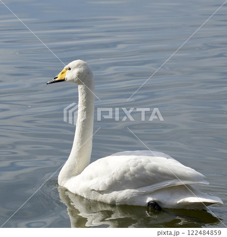 白鳥　池をスイスイ泳ぐ　輝く水面 122484859