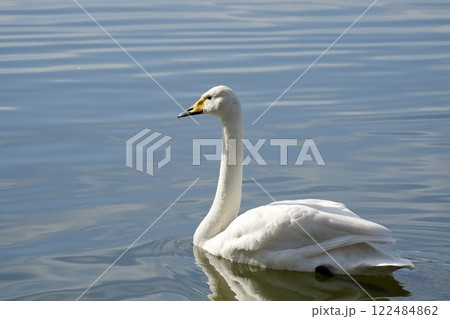 白鳥 池をスイスイ泳ぐ 輝く水面 白鳥 池をスイスイ泳ぐ 輝く水面 122484862