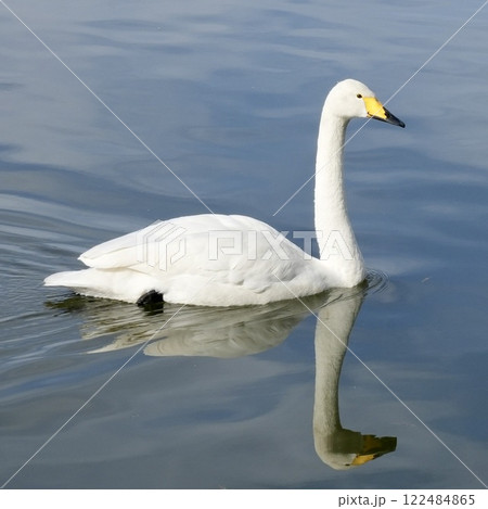 白鳥 池をスイスイ泳ぐ 輝く水面 白鳥 池をスイスイ泳ぐ 輝く水面 122484865