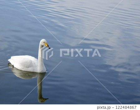 白鳥 池をスイスイ泳ぐ 輝く水面 白鳥 池をスイスイ泳ぐ 輝く水面 122484867