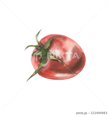 Red fresh tomato watercolor illustration. Hand drawn organic food isolated element, juicy vegetable for product packing, menu, vegan cafe design Red fresh tomato watercolor illustration. Hand drawn organic food isolated element, juicy vegetable for product packing, menu, vegan cafe design 122484983