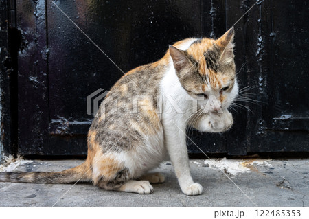 A speckled cat licks a lifted paw. A black door in the background A speckled cat licks a lifted paw. A black door in the background 122485353
