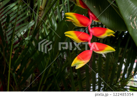 A banana plant in the Philippines with beautiful banana flowers in vivid red and yellow color A banana plant in the Philippines with beautiful banana flowers in vivid red and yellow color 122485354