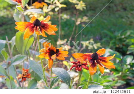 Flowers of Rudbeckia is growing in garden in autumn. Plant of Aster family. Rudbeckia grows in meadow. Black eyed susan. Sunny day. Flowers of Rudbeckia is growing in garden in autumn. Plant of Aster family. Rudbeckia grows in meadow. Black eyed susan. Sunny day. 122485611