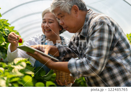 Happy cute couple Asian couple senior farmer working on an organic strawberry farm and harvest picking strawberries. Farm organic fresh harvested strawberry and Agriculture industry. Happy cute couple Asian couple senior farmer working on an organic strawberry farm and harvest picking strawberries. Farm organic fresh harvested strawberry and Agriculture industry. 122485765