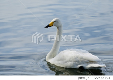白鳥 池をスイスイ泳ぐ 輝く水面 白鳥 池をスイスイ泳ぐ 輝く水面 122485793