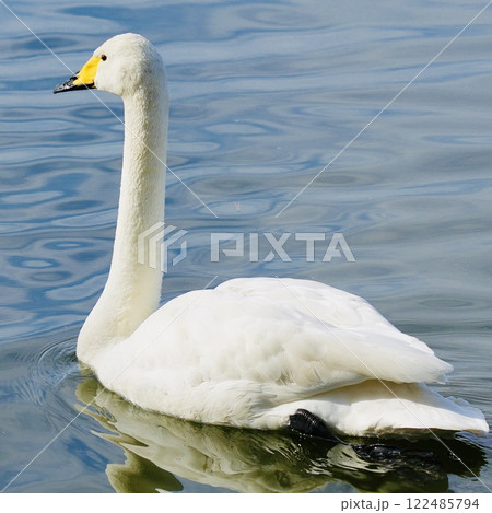 白鳥 池をスイスイ泳ぐ 輝く水面 白鳥 池をスイスイ泳ぐ 輝く水面 122485794