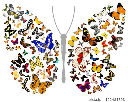 Butterfly 122485798