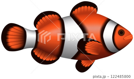 Layered illustration of isolated Clownfish with white background. 122485800