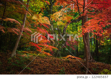 【武田神社】紅葉たちの演舞【躑躅ヶ崎館跡】 122485837