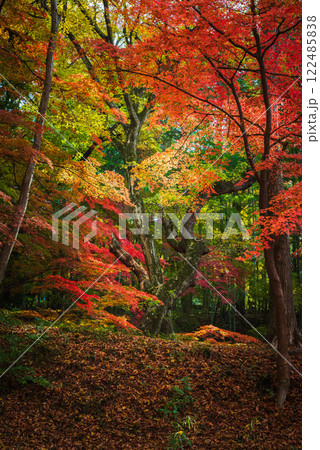 【武田神社】紅葉たちの演舞【躑躅ヶ崎館跡】 122485838