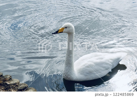 白鳥　池をスイスイ泳ぐ　輝く水面 122485869