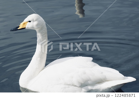 白鳥　池に浮かぶ　輝く水面 122485871