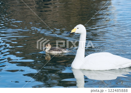 白鳥とカモ　仲良く泳ぐ 122485888