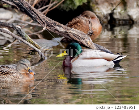 マガモ 122485951