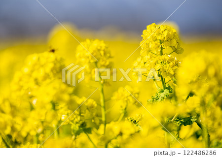 満開の菜の花畑 満開の菜の花畑 122486286