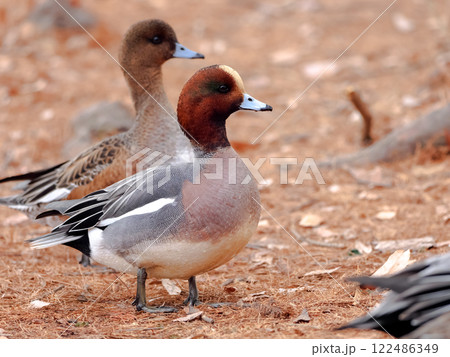 ヒドリガモ 122486349