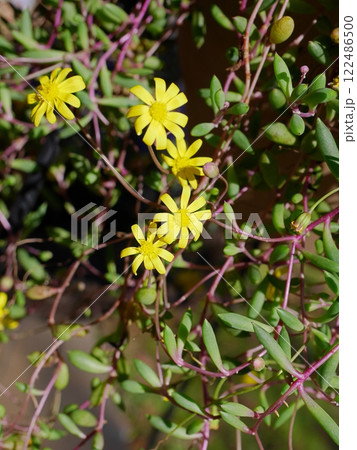 ルビーネックレス20241101 ルビーネックレス20241101 122486500