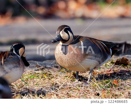 トモエガモ 122486685