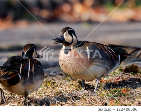 トモエガモ トモエガモ 122486686