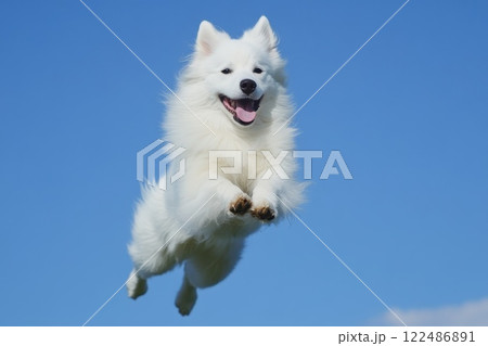 Happy Fluffy White Samoyed Dog Joyfully Running Through a Green Field Under Blue Sky 122486891
