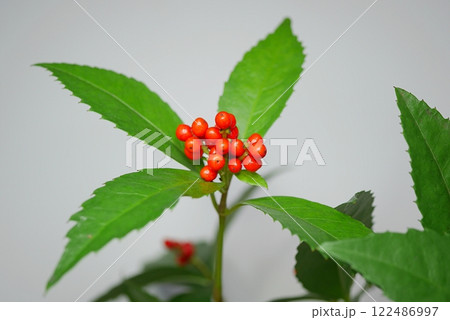 赤い実の千両20241203 122486997