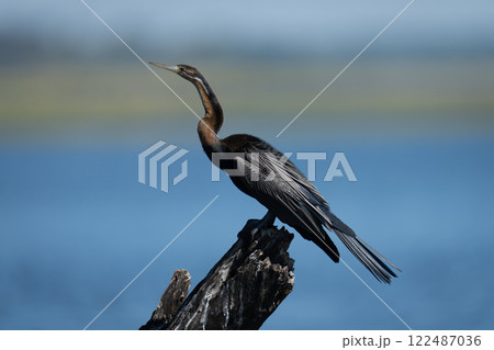 African darter on guano-covered stump in profile 122487036