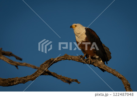 African fish eagle hunches on dead branch African fish eagle hunches on dead branch 122487048