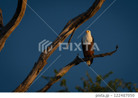 African fish eagle on dead tree at sunset 122487050