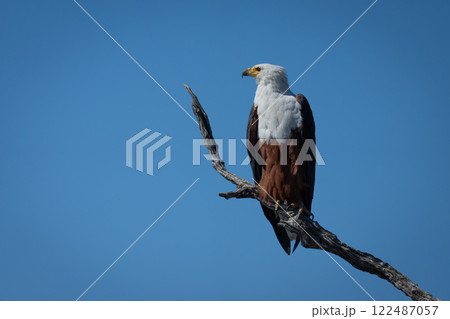 African fish eagle with catchlight on tree 122487057