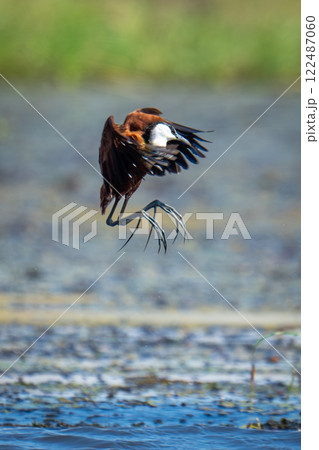 African jacana about to land on lilies African jacana about to land on lilies 122487060
