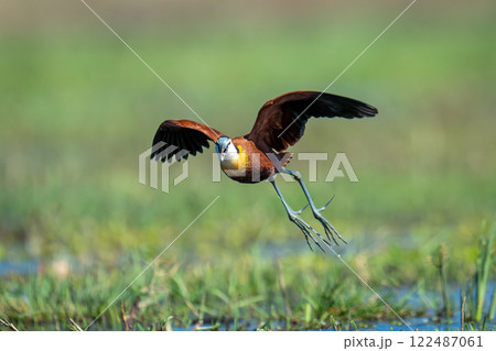 African jacana flies over floodplain opening beak 122487061