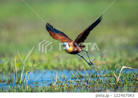 African jacana takes off from shallow river African jacana takes off from shallow river 122487063