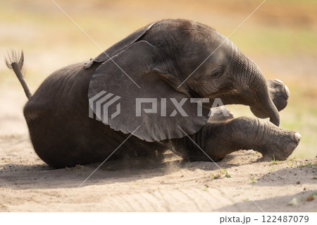Baby African elephant struggles to stand up 122487079