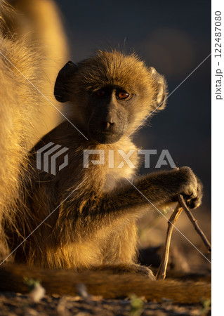 Baby chacma baboon sits holding thin twig 122487080